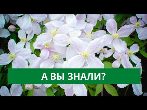 НЕ СДЕЛАЙТЕ ОШИБКУ. САЖАЙТЕ КЛЕМАТИСЫ ТОЛЬКО ТАК!