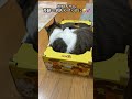 奇跡の名入りベッドHOKOちゃん!?