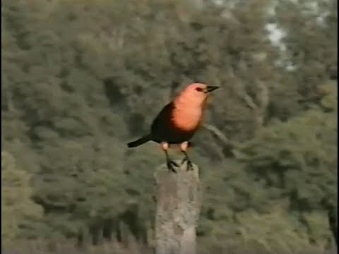 Pássaros do Sul do Brasil