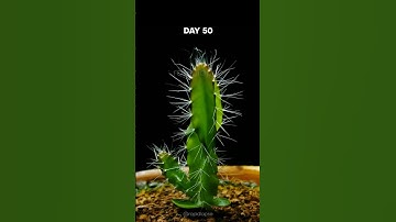 DRAGON FRUIT Cactus Timelapse - 200 days in 40 seconds!