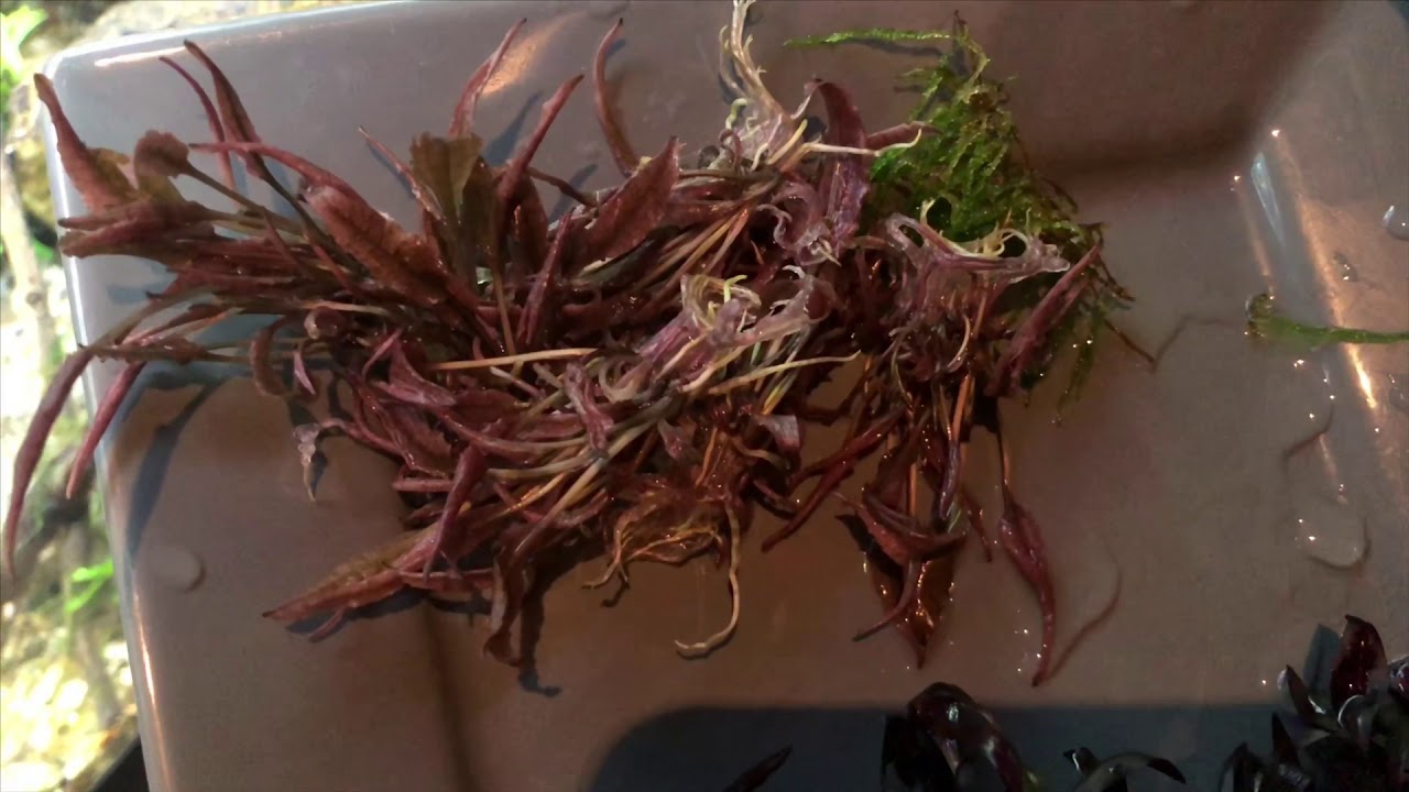 Planting Cryptocoryne wendtii pink panther or crypt ...