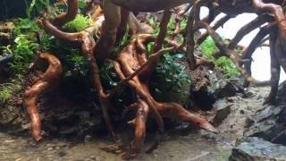 Roots and Grit [2016] - new aquascape - planting part 2