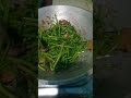 Kangkong di masyadong mahal at iwas pa sa mga macholesterol na pagkain🫰