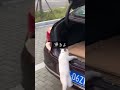 æ£æ©çµãããã«ã #ãããã #æåŸãŸã§èŠãŠã #shorts #ããã®ããæ®ãã