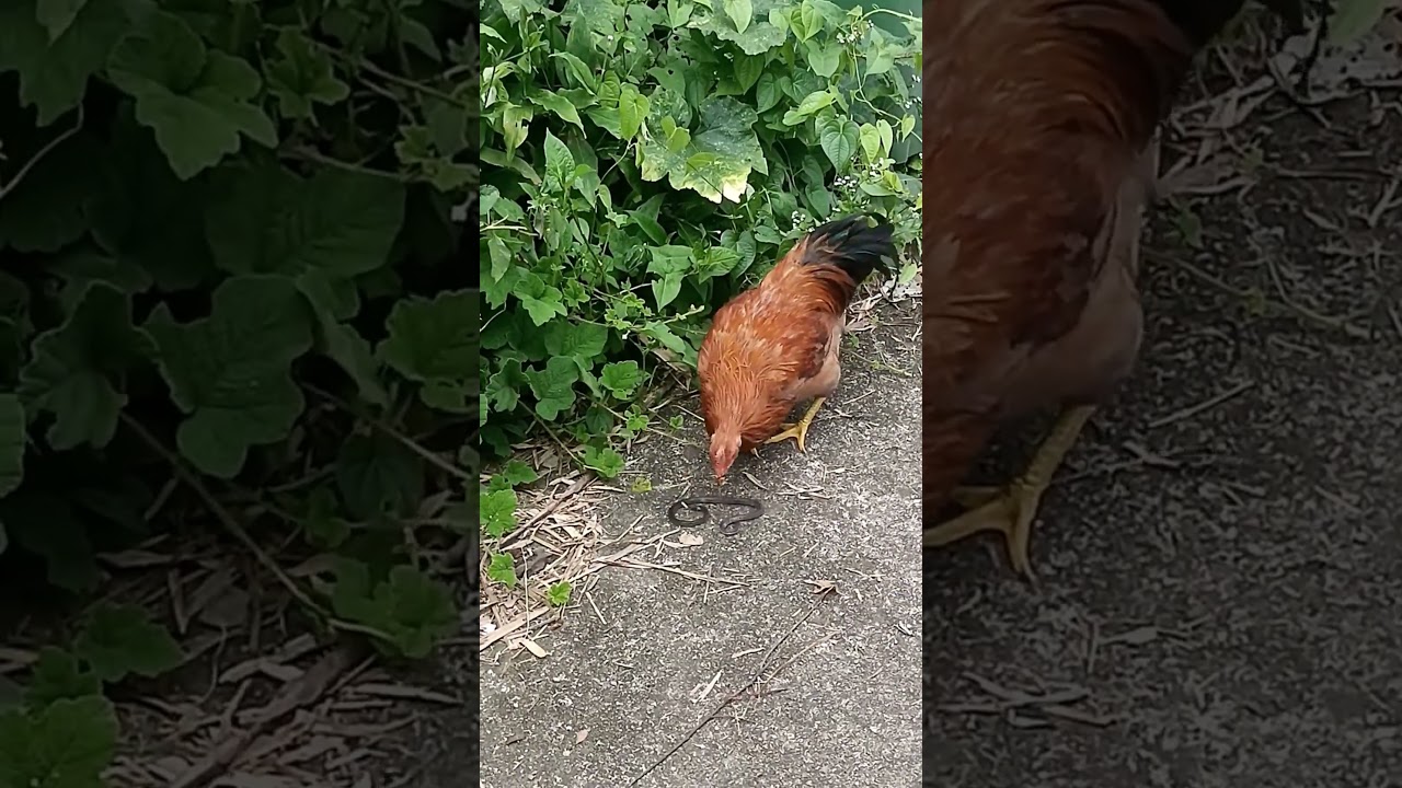 Rooster vs Snake! Who Knew Chickens Could Eat Snakes?