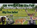 Big five animals  best safari guide  kaziranga national park  ek safari mai tiger