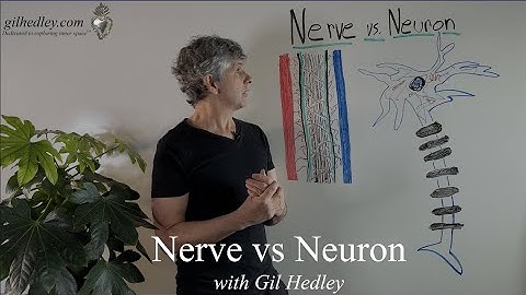 Nerve vs. Neuron: Learn Integral Anatomy with Gil Hedley
