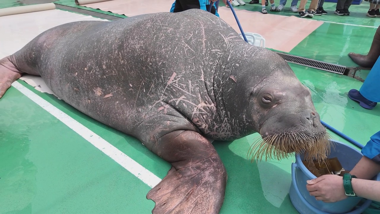 お昼のヒマポポ　伊勢シーパラダイス　26.03.02