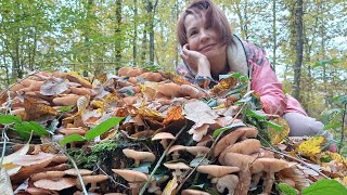 видео: За грибами! Просто нереальная удача! Море грибов! Закарпатье. Рецепт капусты с опятами на зиму. картинка: За грибами! Просто нереальная удача! Море грибов! Закарпатье. Рецепт капусты с опятами на зиму.