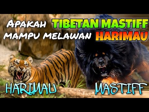 Video: Apakah mastiff berburu singa?