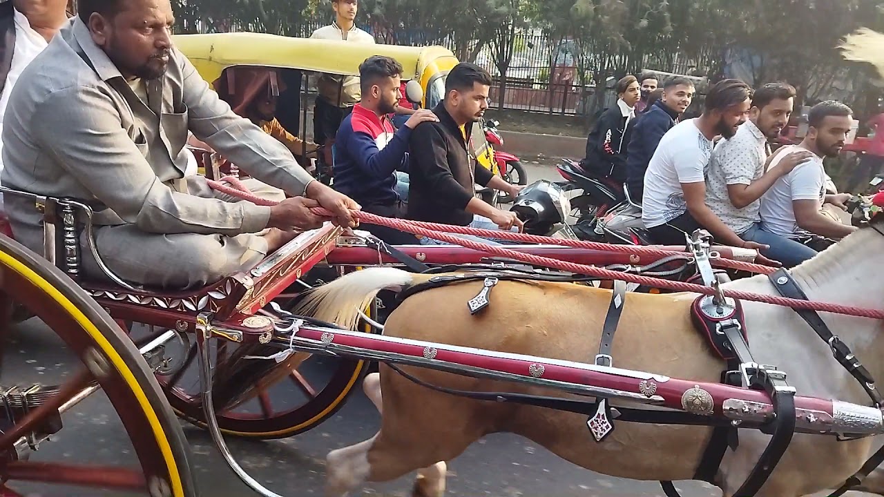 Delhi King 🐎 horse (ubaid hilal)