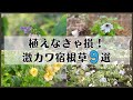 《これ何？差がつく！めちゃカワ宿根草９選》弱そうだけど意外と強い宿根草／５年以上植えっぱなしあり／また絶対育てたい品種