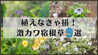 《これ何差がつくめちゃカワ宿根草選》弱そうだけど意外と強い宿根草年以上植えっぱなしありまた絶対育てたい品種