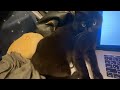 作業を[邪魔]しにきたと思ったら、実はちゃんと考えてた猫