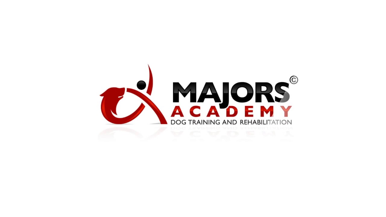 Introduce Fearful/Aggressive Dog to Strangers | Majors Academy Dog Training and Rehabilitation