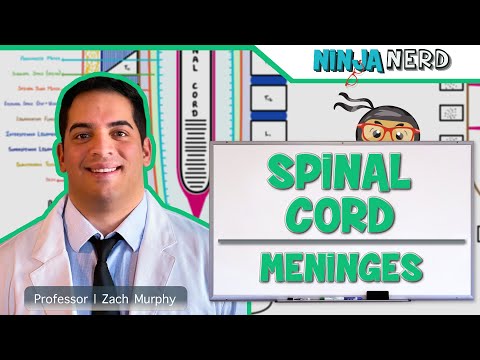 Video: Ländryggen Meninges Nerves Diagram & Funktion - Kroppskartor