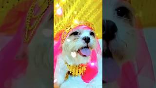 Asoka Trend Dog Edition. Watch till the end🤣 We miss our fur babies! 🥹 #Asoka #AsokaDog #4thImpact