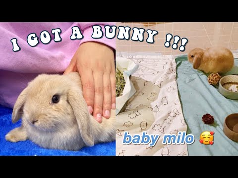 I GOT A BUNNY VLOG!!! *Come with me to get my holland lop baby*