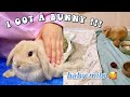 I got a bunny vlog come with me to get my holland lop baby