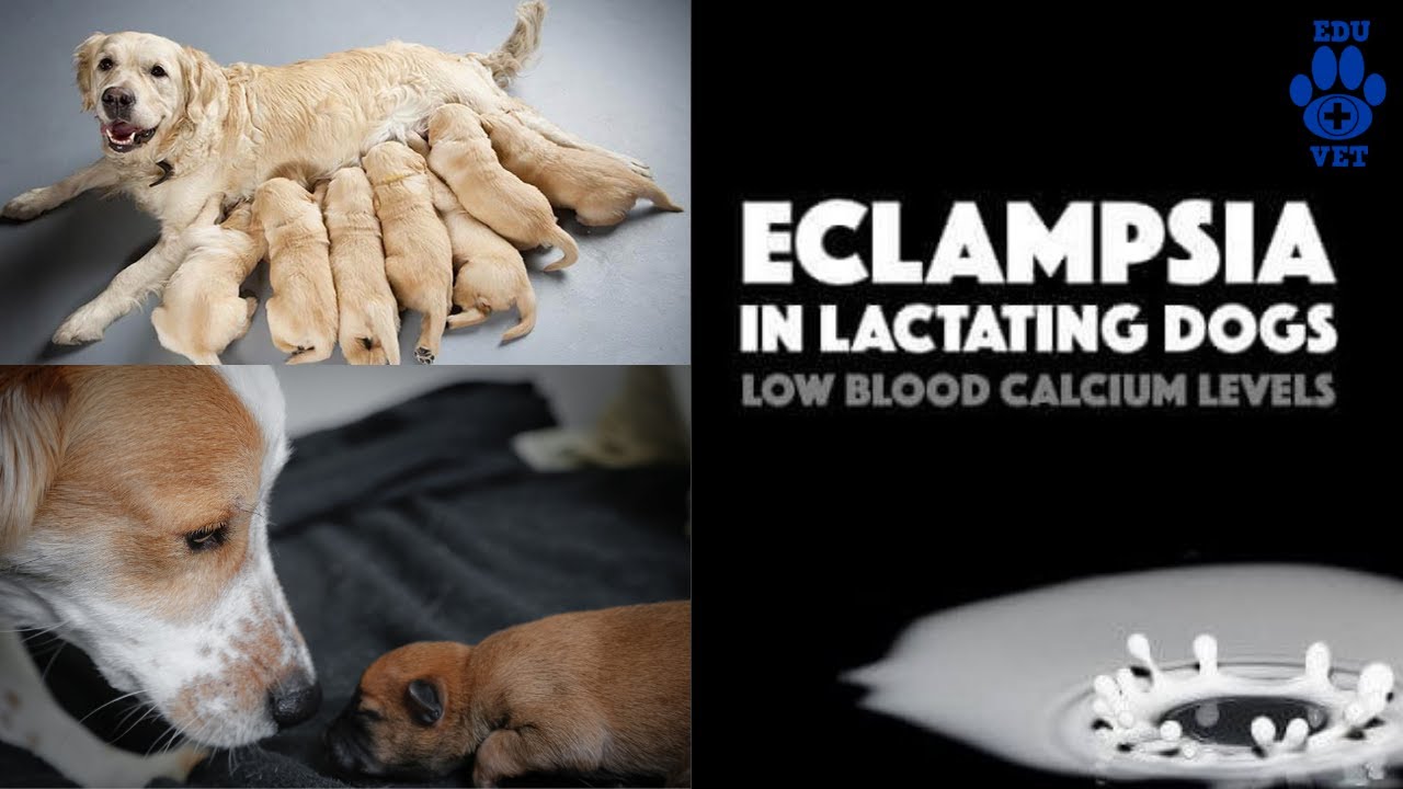 Eclampsia in Canines
