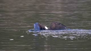 A Bald Eagle Swims With Steller Sea Lions by SeaDoc Society 277 views 1 year ago 44 seconds