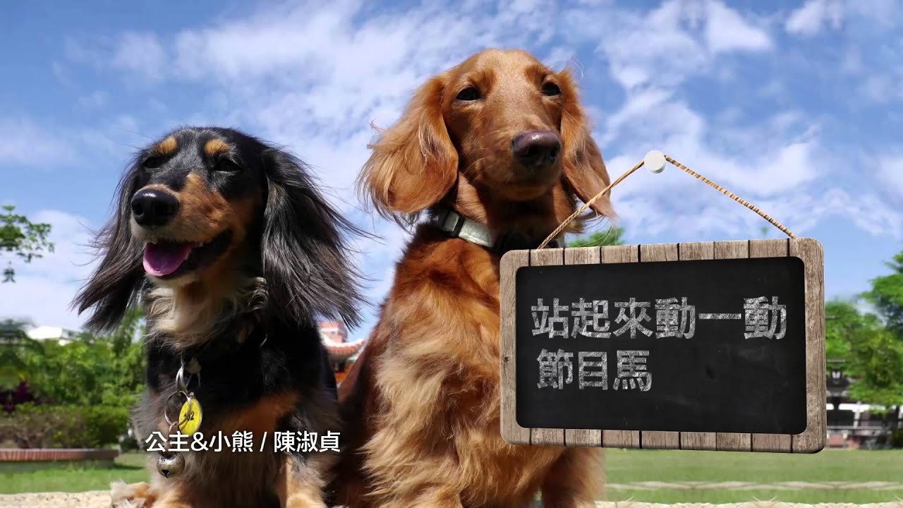 動物方城市 粵語 最愛寵物夜：得獎寵物廣告1