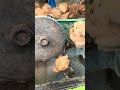 #coconutmachine#asmr#shorts