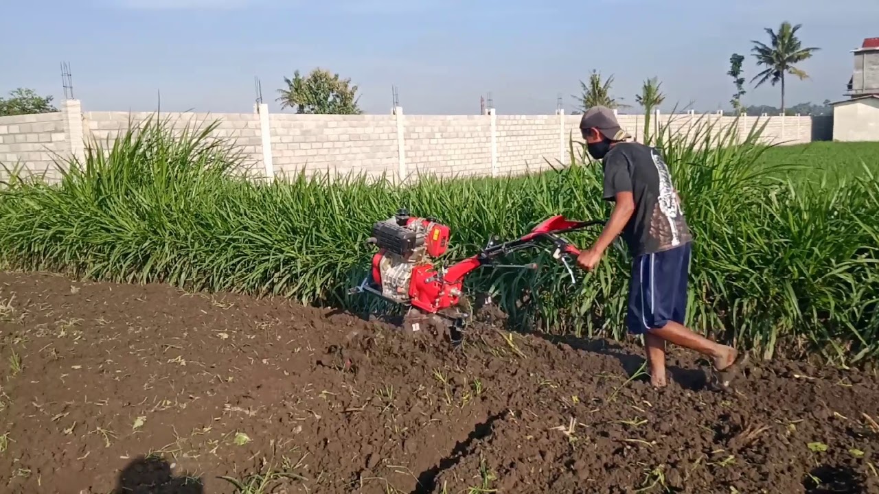 Mengolah tanah dengan Cultivator irit mesin diesel. Bajak sawah mini