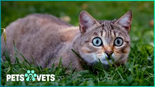 Inside The Crazy Behavior Of Cats | Psycho Pussies | Pets & Vets