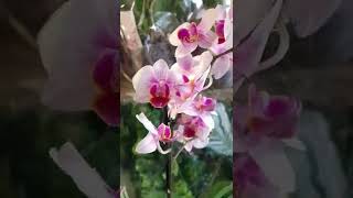 Видеообзор эксклюзивных растений