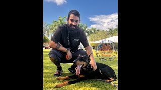 Chinook 8MO Doberman || Before & After Training || Board & Train || OffLeash K9 of Sarasota by OLK9 Training Sarasota 79 views 8 months ago 5 minutes, 45 seconds