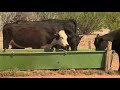 Region 6: Jim O'Haco Cattle Co. in Winslow, AZ