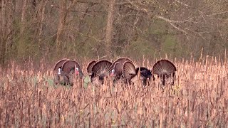 Gobbling Like Crazy  Winter Flock Roost Scouting 3/6/23