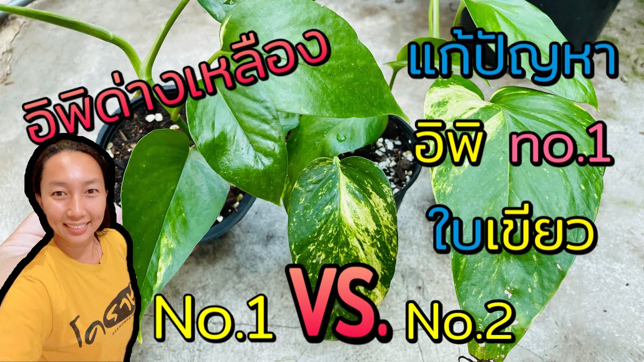 จุดชี้ขาด อิพิด่างเหลือง เบอร์1/2 และ เคล็ดลับ เลี้ยงอิพิด่างเหลือง เบอร์ 1 ให้ด่าง | สวนอุ่นดิน