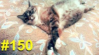 Обжора кот просит щадящий режим Обжора кот просит щадящий режим
