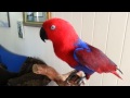 Madonna the eclectus hen having a chat