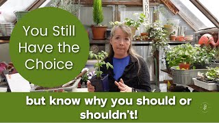 Stop These Tomato Pruning Mistakes! Boost Your Crop Today!