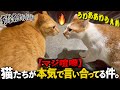 【修羅場】猫たちが何か話しながら本気で揉めています。