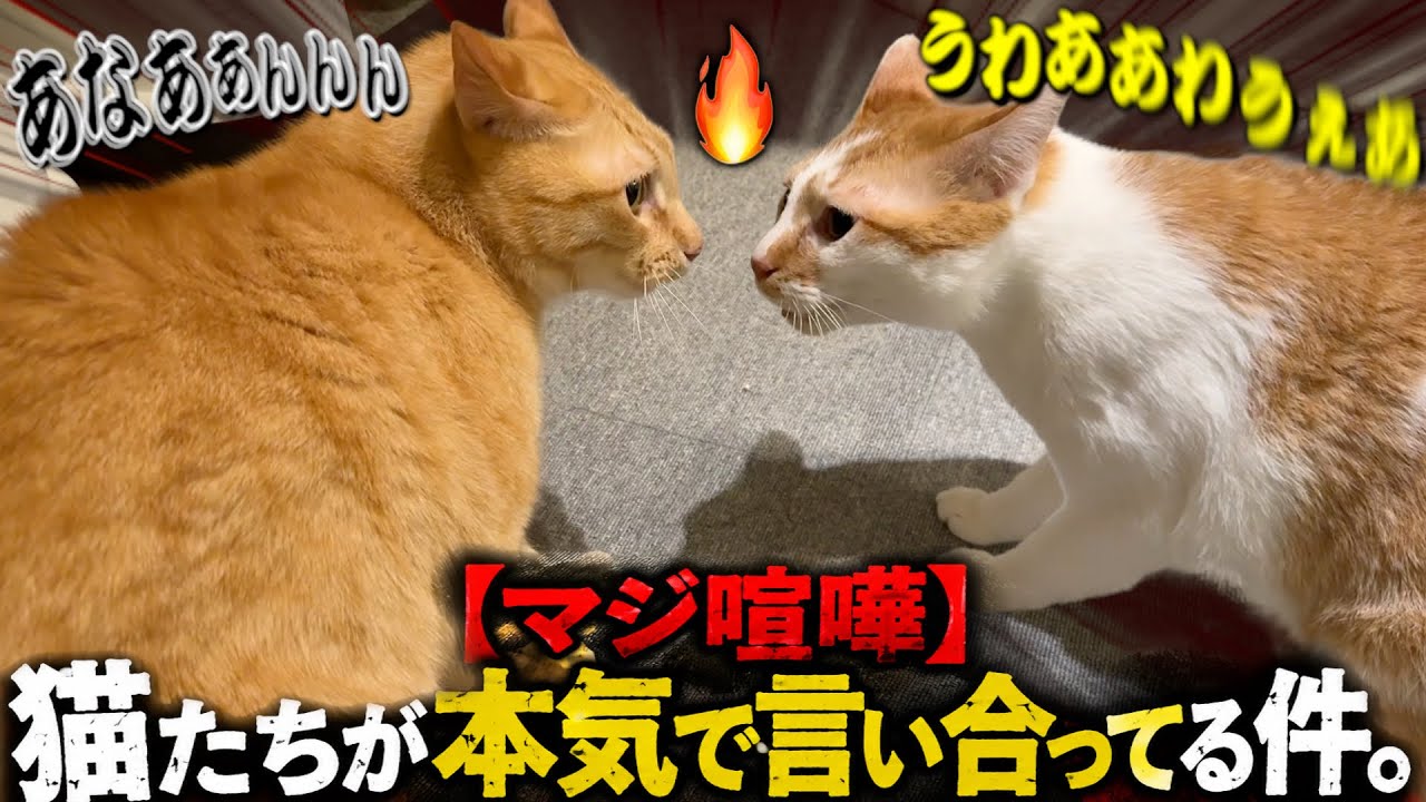 【修羅場】猫たちが何か話しながら本気で揉めています。