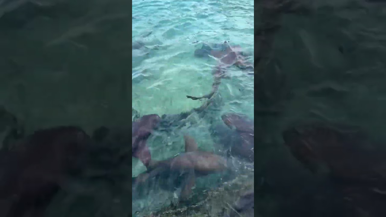 Swimming with SHARKS! #bucketlist #adventure #foryou  #beach #shark #sharks #ocean #fyp #foryoupage