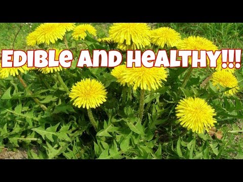 Video: Cara Membuat Salad Daun Dandelion
