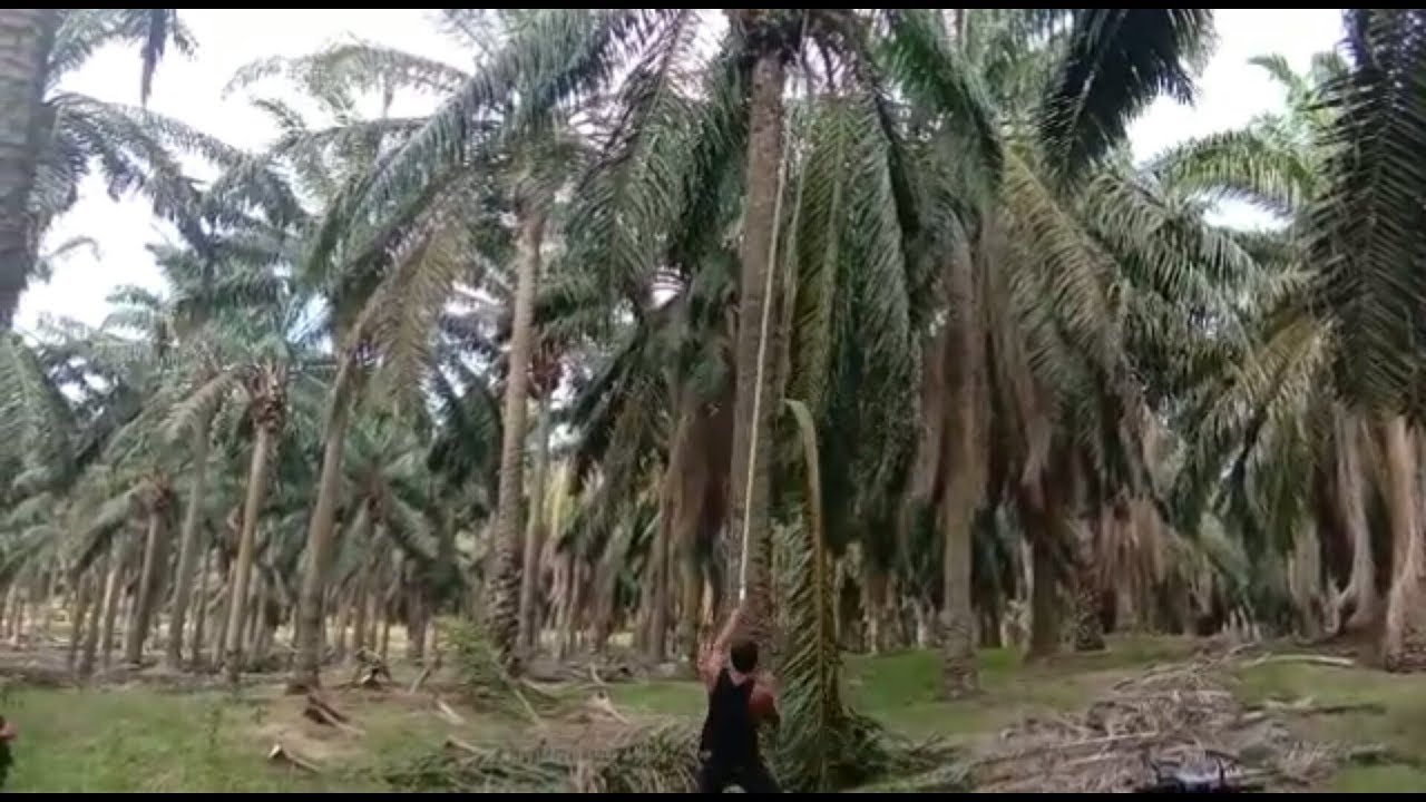 Susahnya peruning pokok  sawit tinggi  YouTube