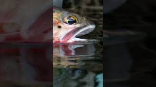 Beautiful Colorado Cutthroat Trout Feeding - Women Fly Fishing on Alpine Lake