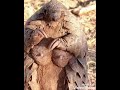   مالا تعرفة عن حيوان البنغول