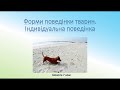 Біологія. Тварини. Індивідуальна поведінка тварин