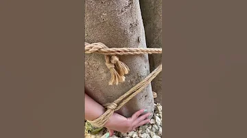 Cowgirls in ropes