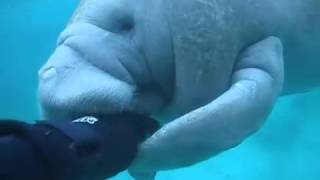 Manatee Attack | getting attacked by a manatee