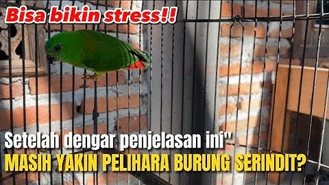 Masih yakin‼️mau pelihara burung serindit,apakah  bisa sabar jika seperti ini❓@KangarifPantau