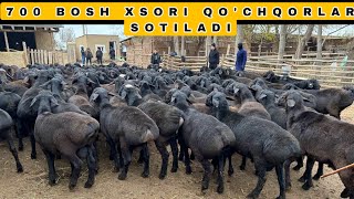 700 BOSH TOZA XSORI QO'CHQORLARI SOTILADI