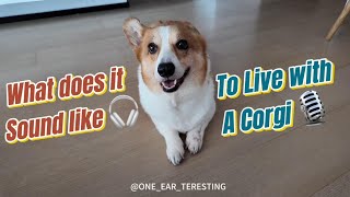 What does it sound like to live with a Corgi 🔊